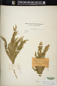 Selaginella novae-hollandiae image