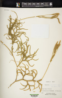 Lycopodium venustulum image