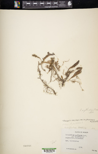 Pleopeltis polylepis var. erythrolepis image
