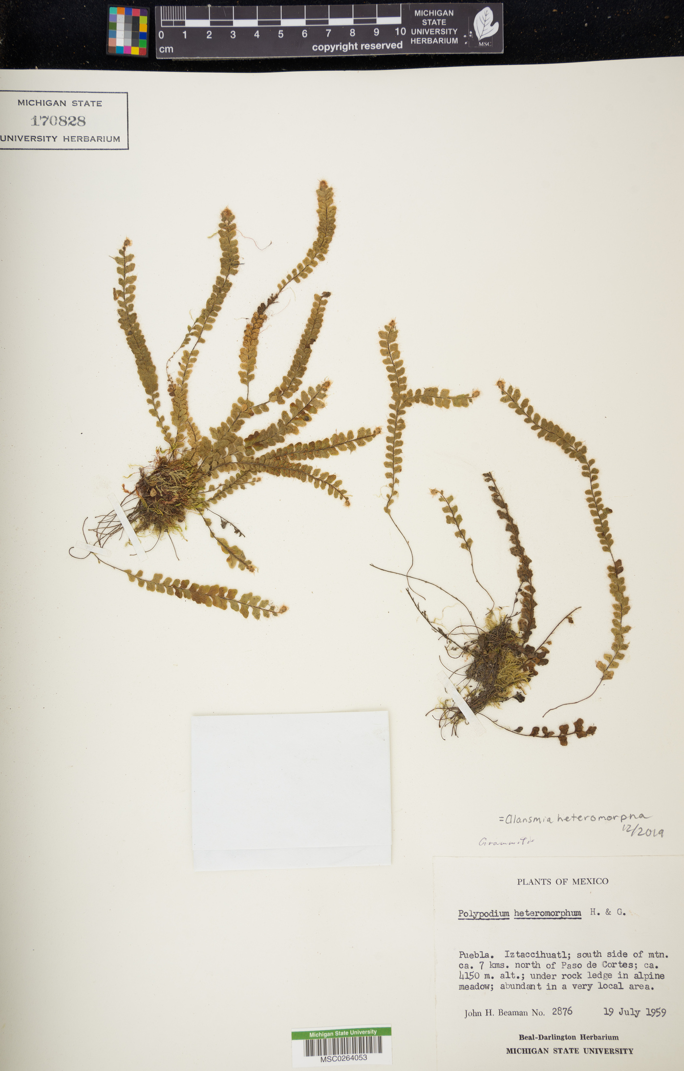 Alansmia heteromorpha image