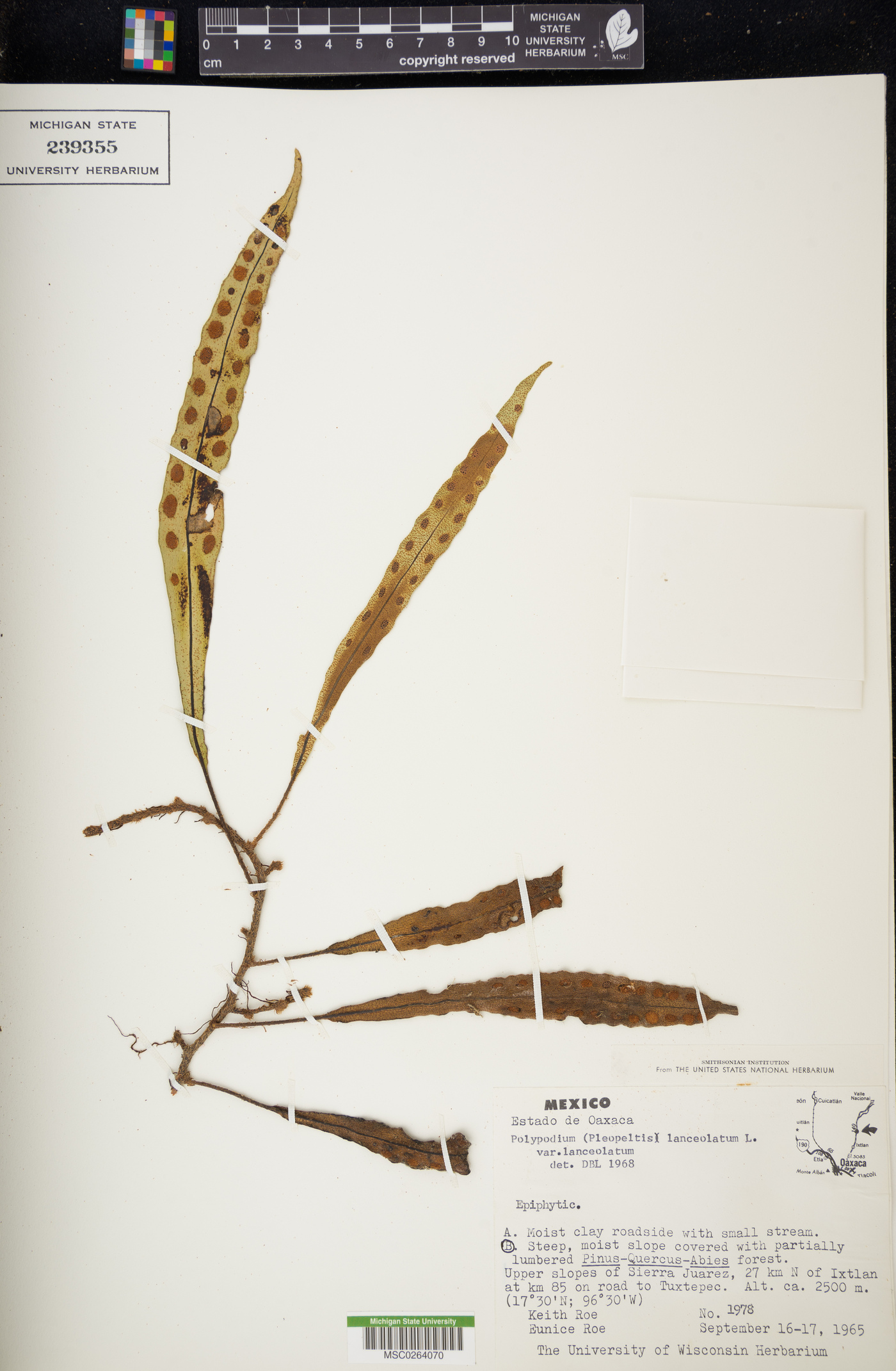 Polypodium lanceolatum var. lanceolatum image