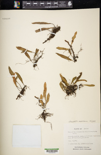 Pleopeltis mexicana image