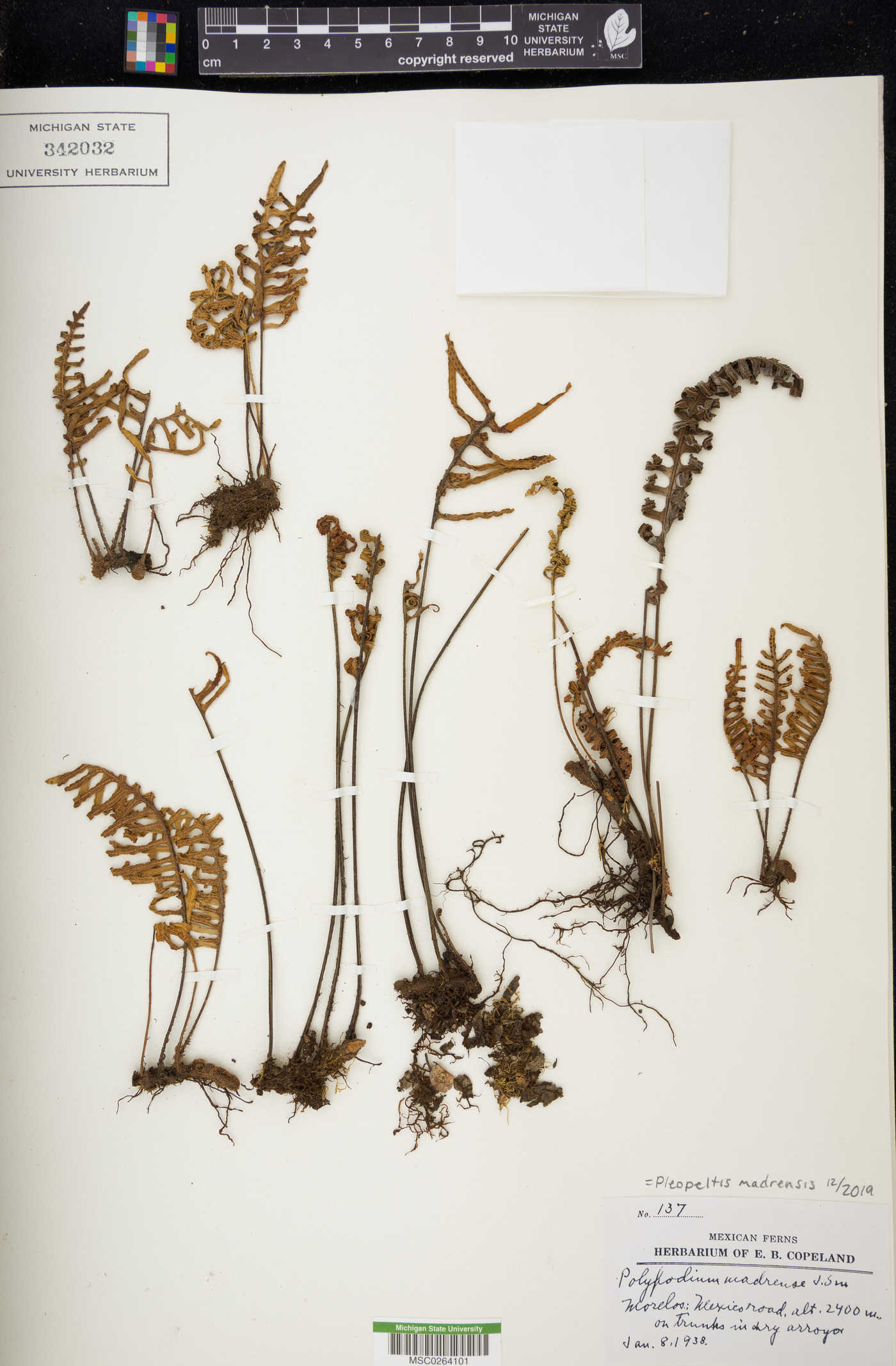 Pleopeltis madrensis image