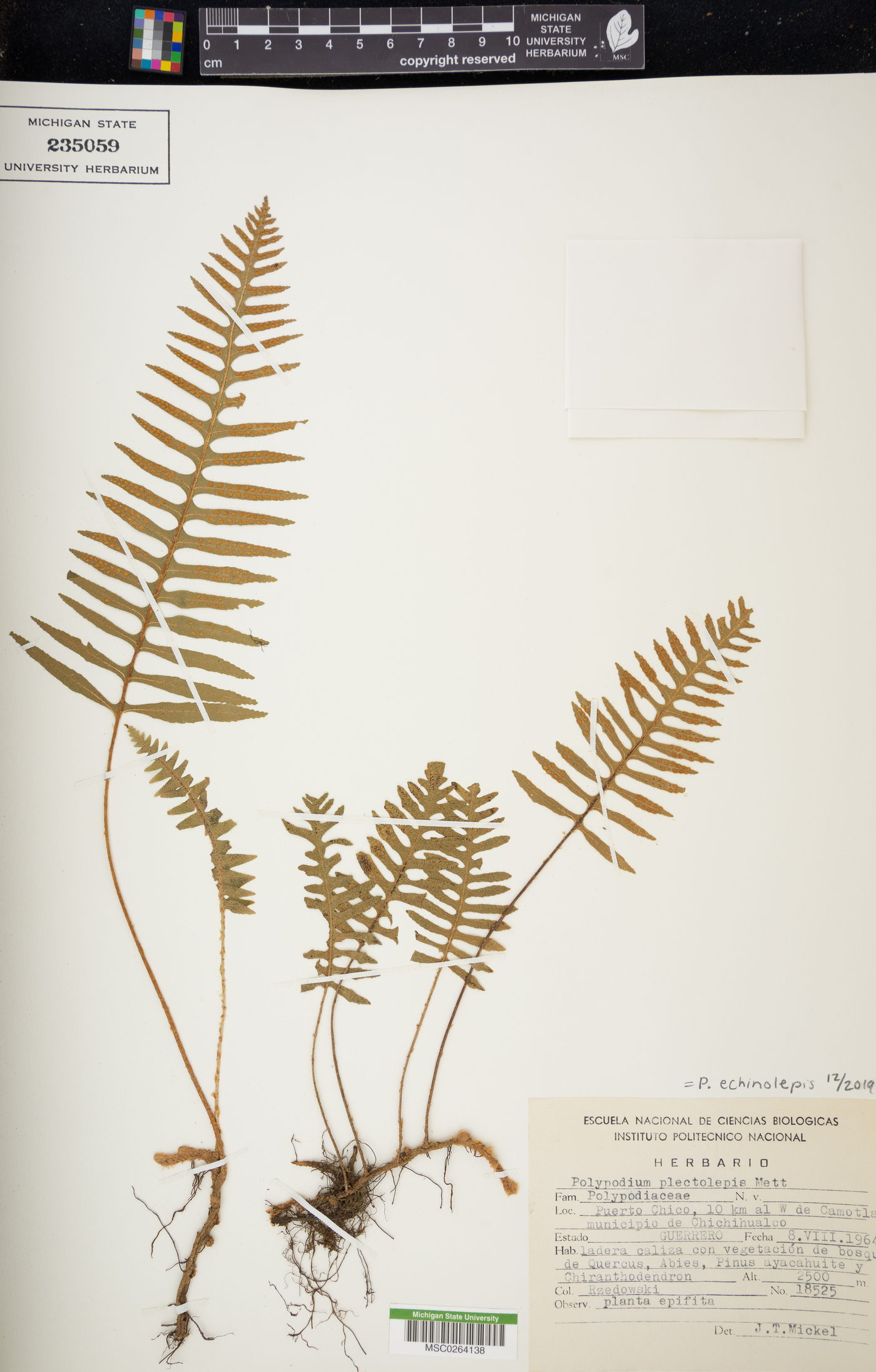 Polypodium echinolepis image