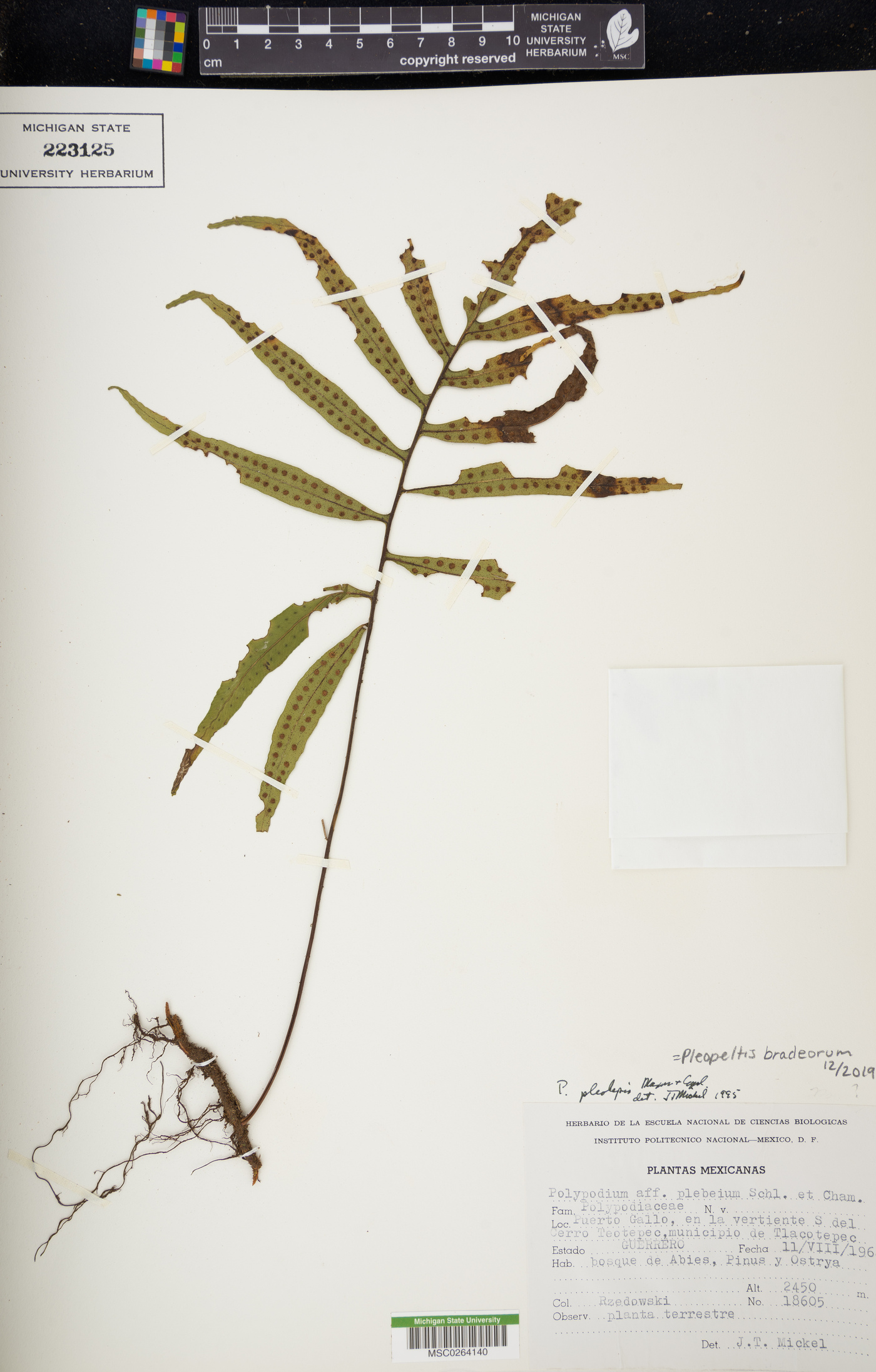 Pleopeltis bradeorum image
