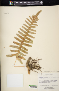 Polypodium arcanum image