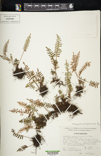 Pleopeltis polypodioides image