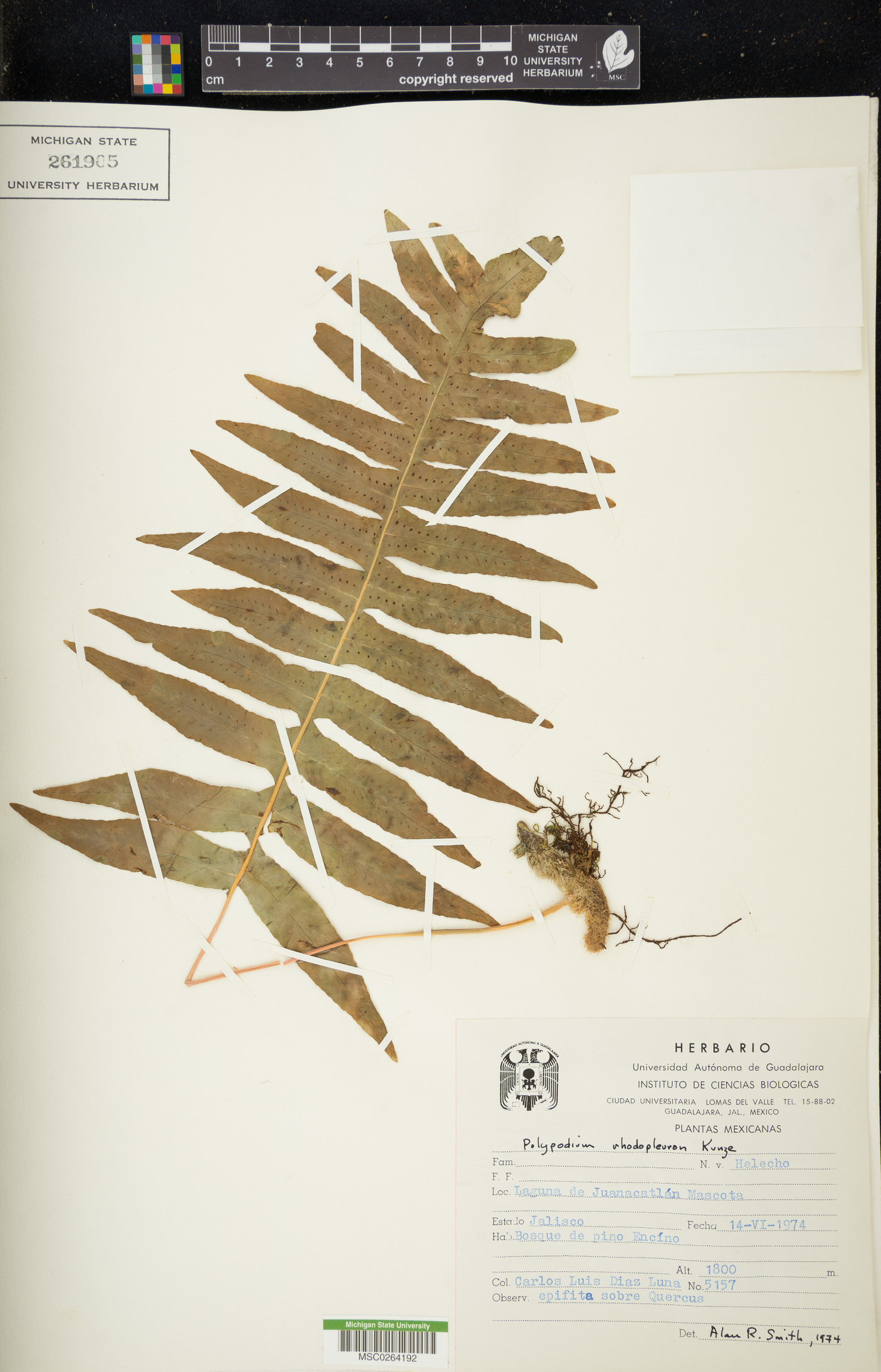 Polypodium rhodopleuron image