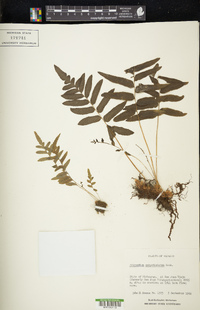 Polypodium subpetiolatum image