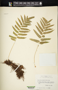 Polypodium subpetiolatum image