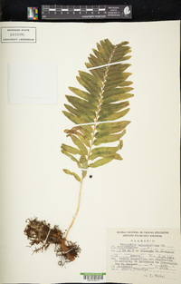 Polypodium subpetiolatum image