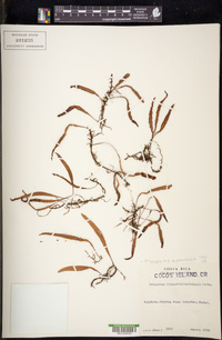 Pleopeltis astrolepis image