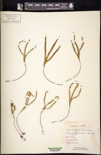 Image of Polypodium angustatum