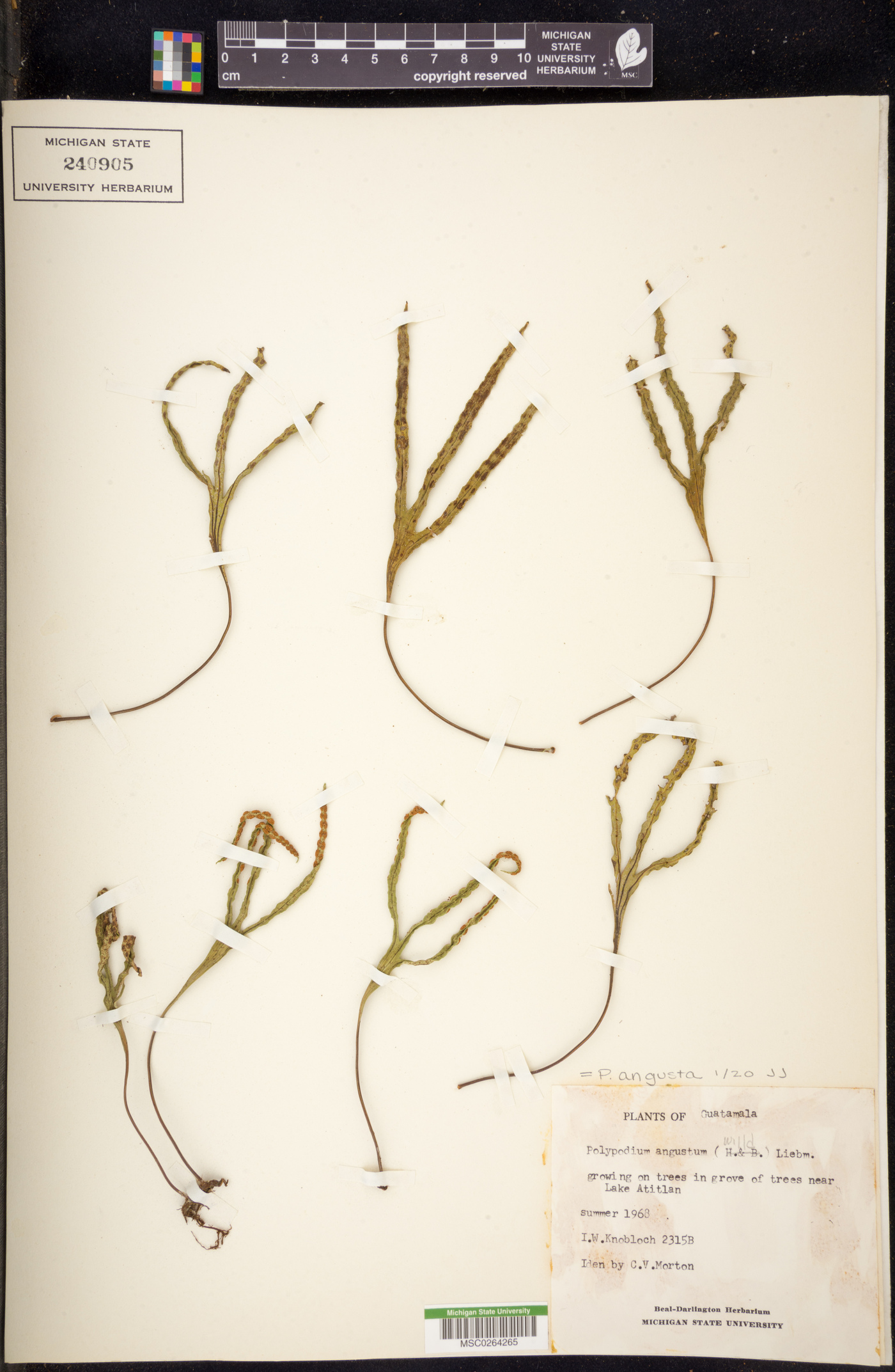 Polypodium angustatum image