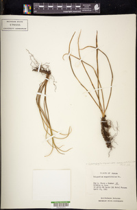 Campyloneurum angustifolium image