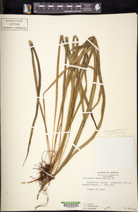 Campyloneurum angustifolium image