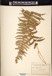 Serpocaulon dissimile image