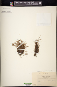 Cochlidium serrulatum image