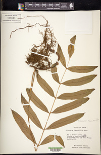 Serpocaulon fraxinifolium image