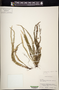 Lellingeria suspensa image