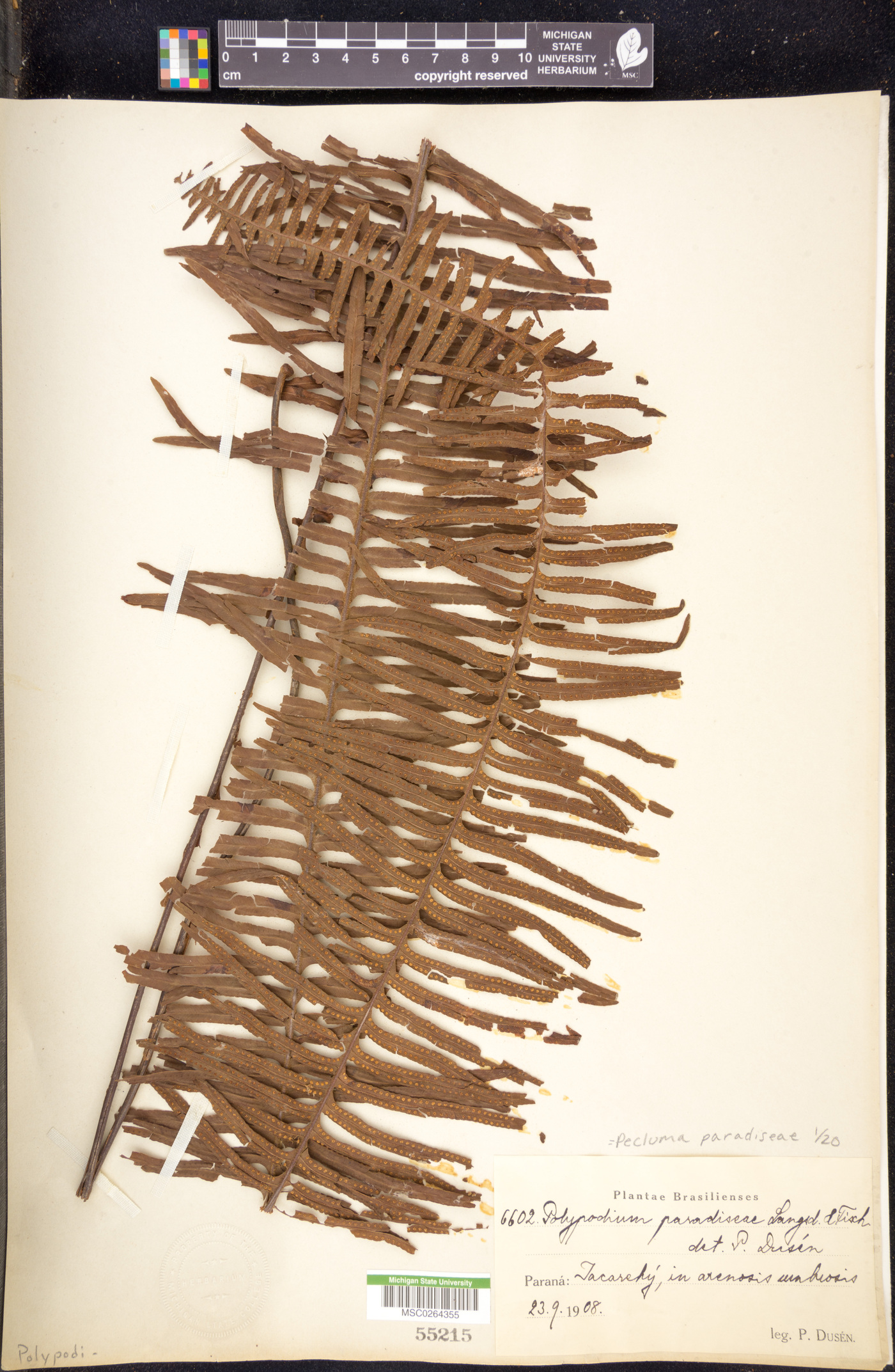 Pecluma paradiseae image