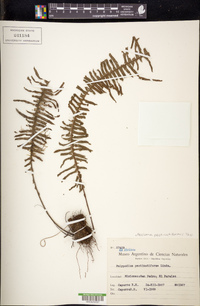 Pecluma pectinatiformis image