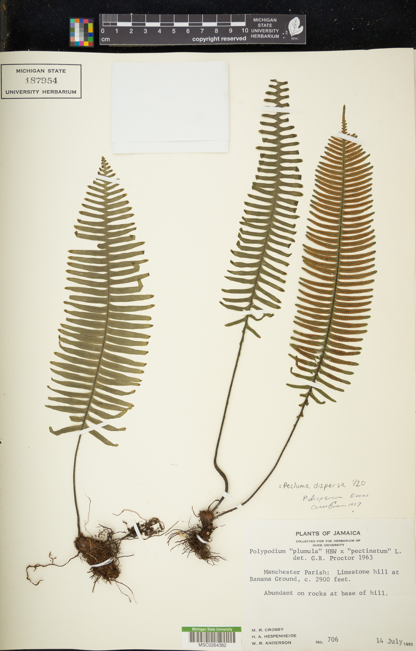 Pecluma dispersa image