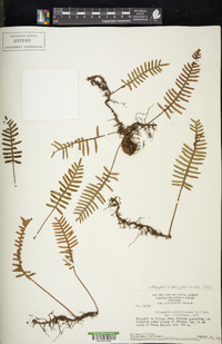 Pleopeltis polypodioides image