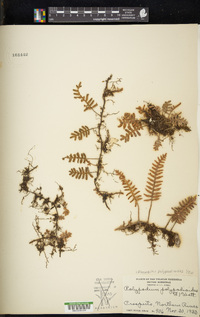 Pleopeltis polypodioides image