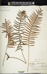 Pleopeltis rosei image