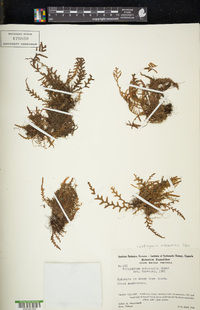 Lellingeria subsessilis image