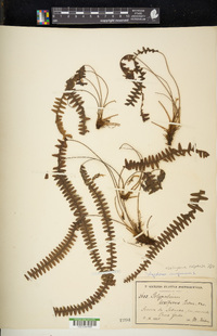 Lellingeria suspensa image