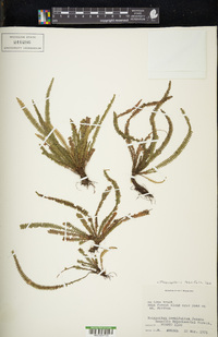 Moranopteris taenifolia image