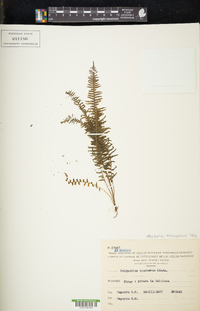 Pecluma truncorum image