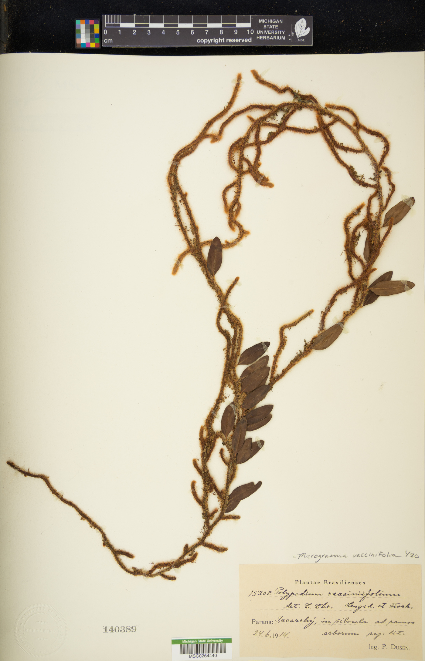 Microgramma vaccinifolia image