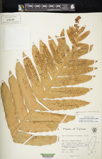 Drynaria coronans image