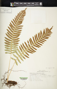 Polypodium vulgare image