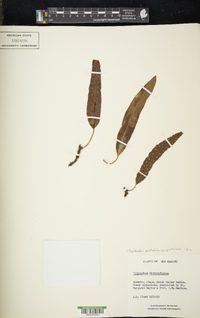 Zealandia pustulata subsp. pustulata image