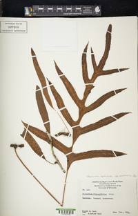 Zealandia pustulata subsp. pustulata image