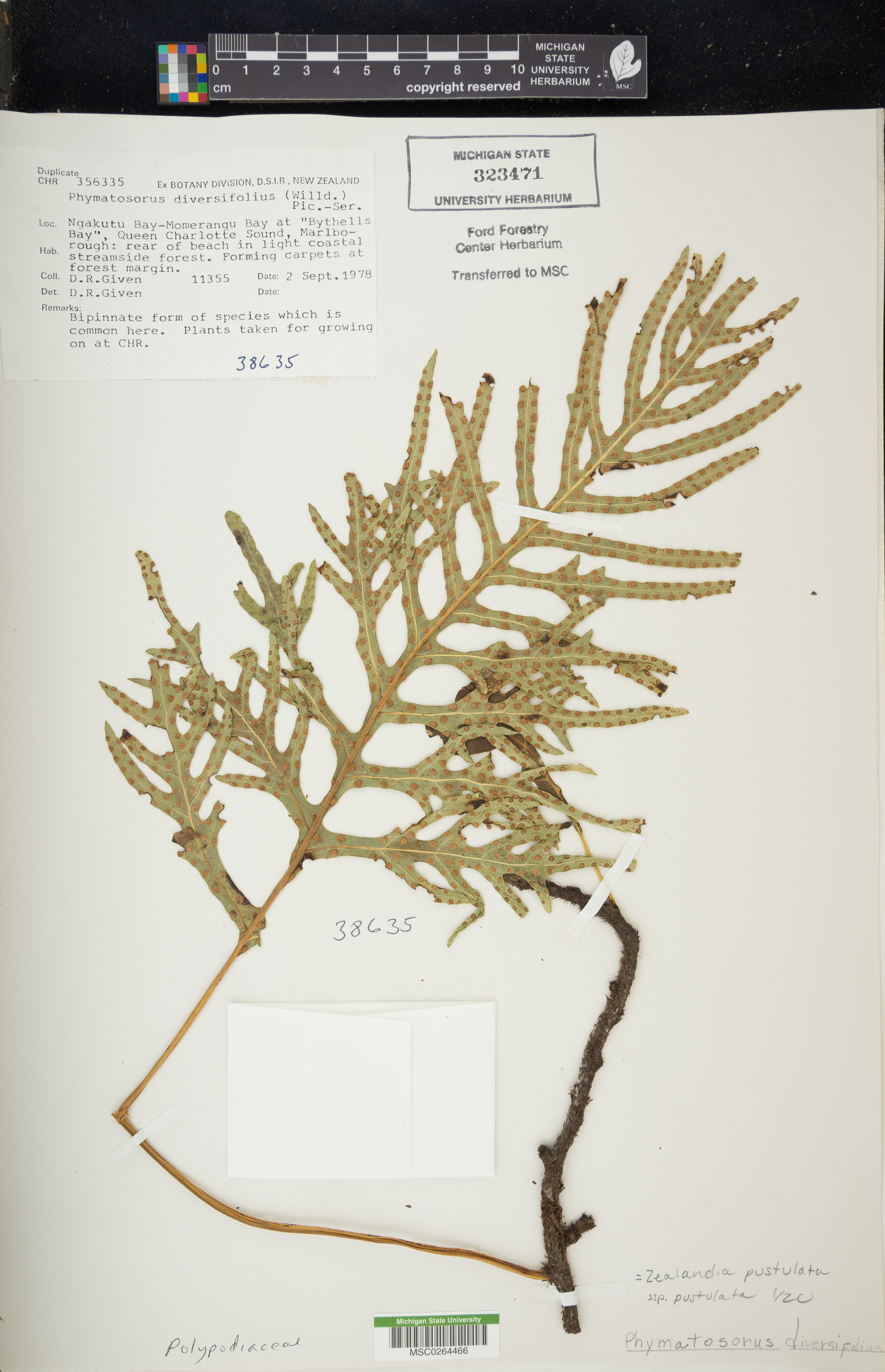 Zealandia pustulata subsp. pustulata image