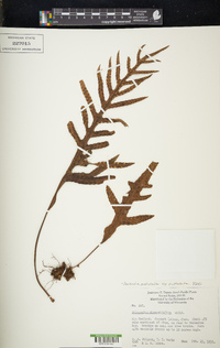 Zealandia pustulata subsp. pustulata image