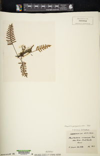 Pleopeltis polypodioides image