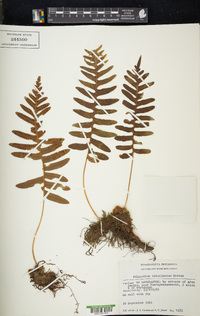 Polypodium interjectum image