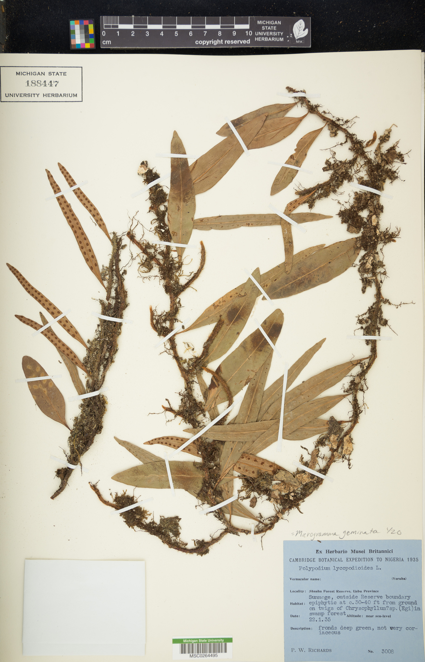Microgramma geminata image