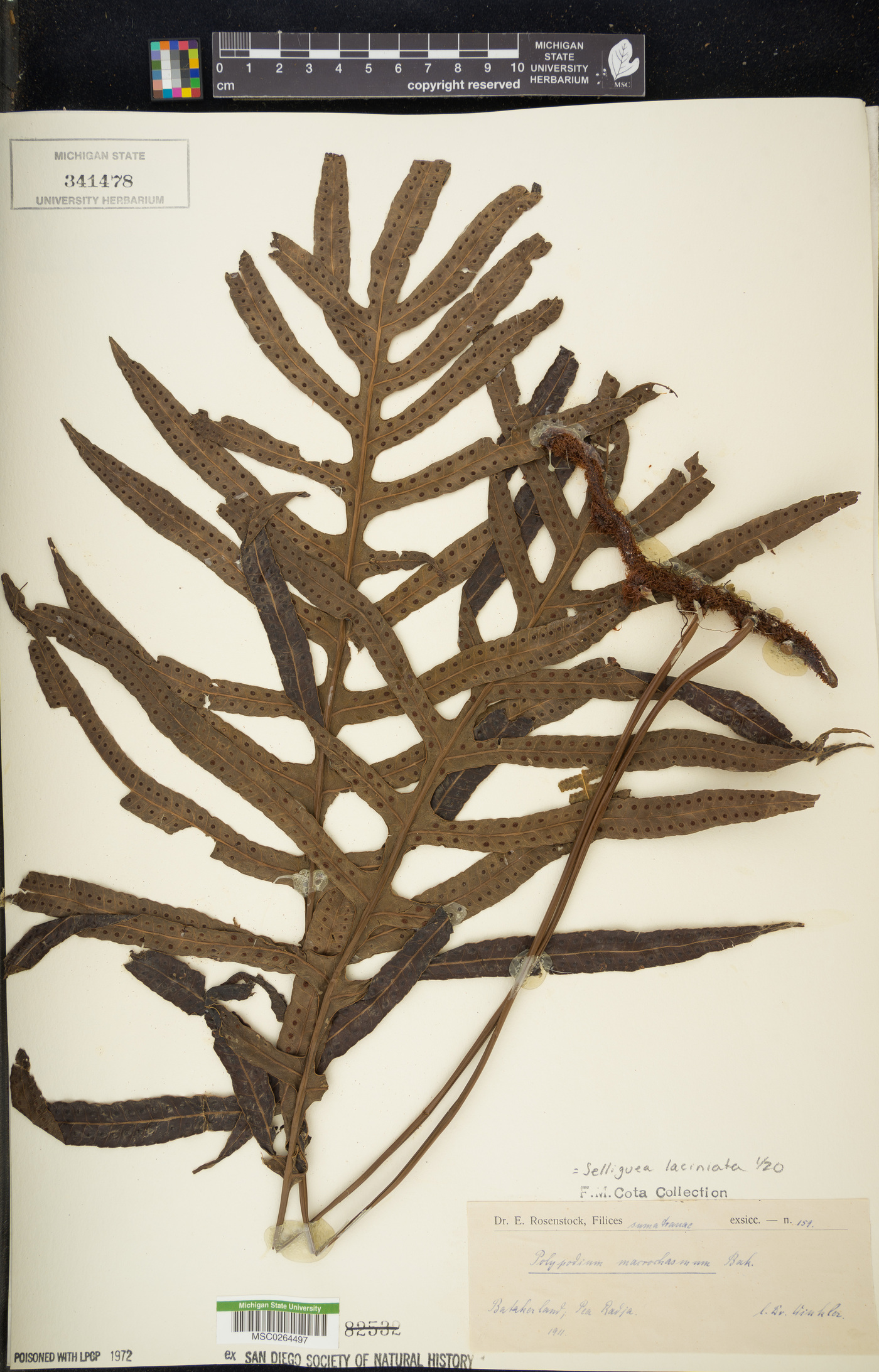 Selliguea laciniata image