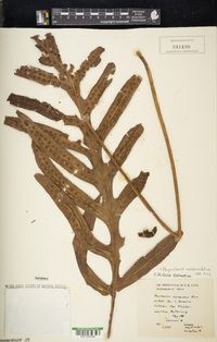 Image of Phymatosorus membranifolius