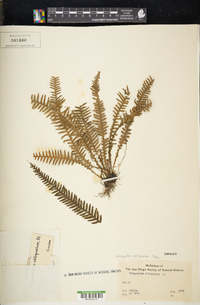 Prosaptia obliquata image