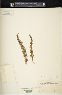 Prosaptia obliquata image