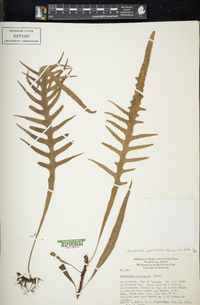 Zealandia pustulata subsp. pustulata image