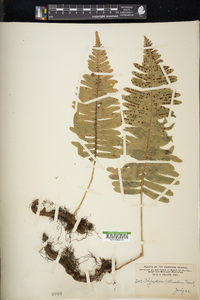 Polypodium pellucidum image